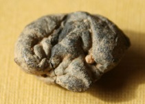 A piece of birch bark used as chewing gum in ancient Finland. At least 5,000 years old. Image courtesy of the Kierikki Stone Age Centre.