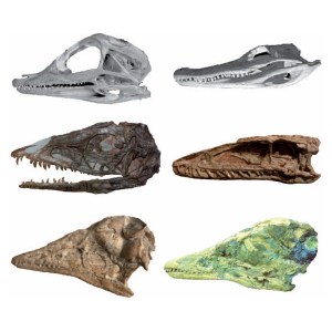 Skulls of three types of archosaur—alligator, primitive dinosaur, and early bird. The left column represents juveniles and the right column represents adults. (Credit: Image courtesy of The University of Texas at Austin)