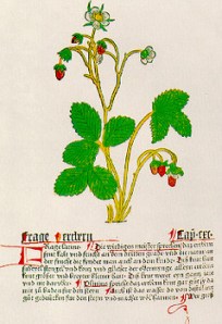 Mainz Hebarius - Gart der Gesundheit - the first known botanical drawing of the strawberry, 1485.