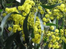 Golden Wattle, the floral emblem of Australia. Image courtesy of Melburnian.