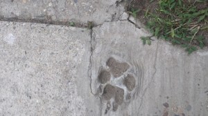 Dog paw print in a sidewalk in Florence, New Jersey.