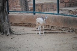 gazelle boubou