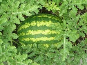 Image credit: Lorianne DiSabato on Flickr.