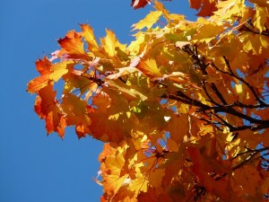 maple-leaves-61798_640