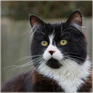 war of the worlds cat