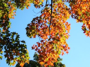 war of the worlds leaves