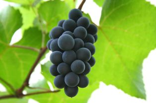 800px-Hungarian_red_grape_Isabelle