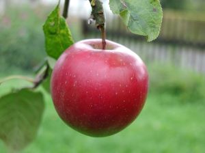 Big_red_apple