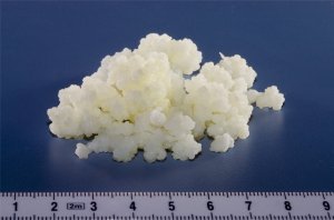 Kefir grains. Image courtesy of A. Kniesel.