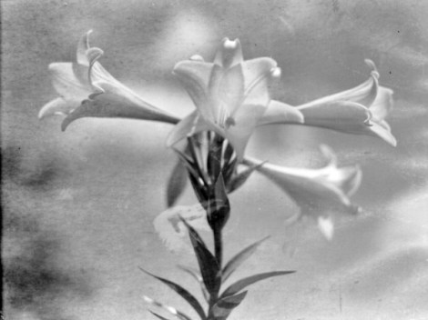 Bell-shaped_flowers_-_Easter_Lily