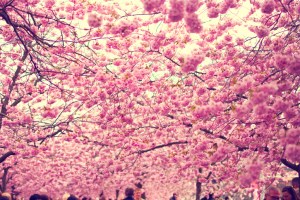 cherry blossom