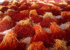 Saffron_Crop