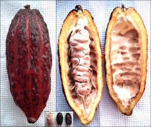 Cacao pod. Image courtesy of Genet at German Wikipedia.