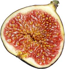 fig