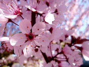 cherry_blossom_by_jennyxlove59-d4uraa9
